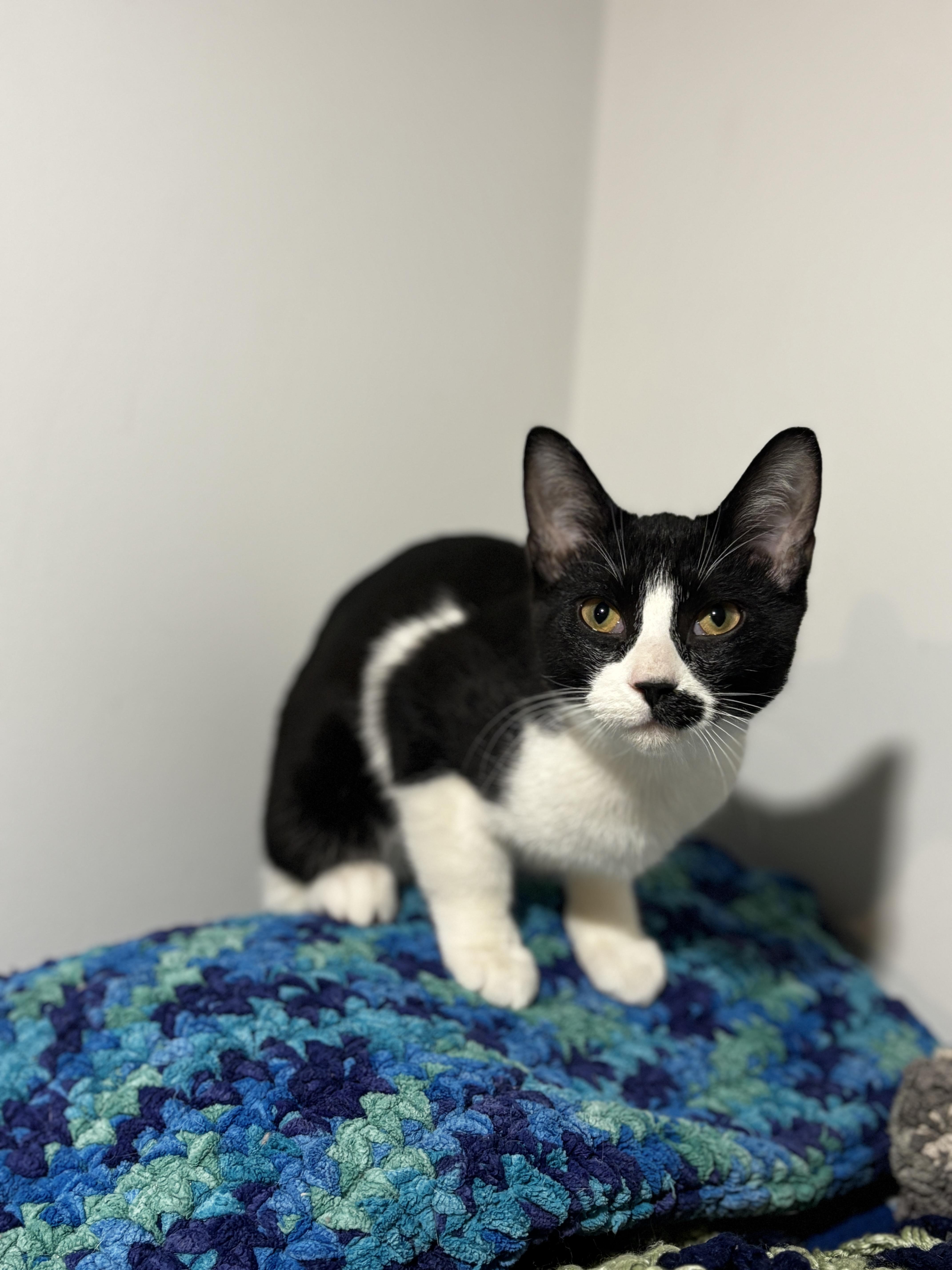 VERO, a ADOPTABLE Tuxedo in Shakespeare, ON image 2/3