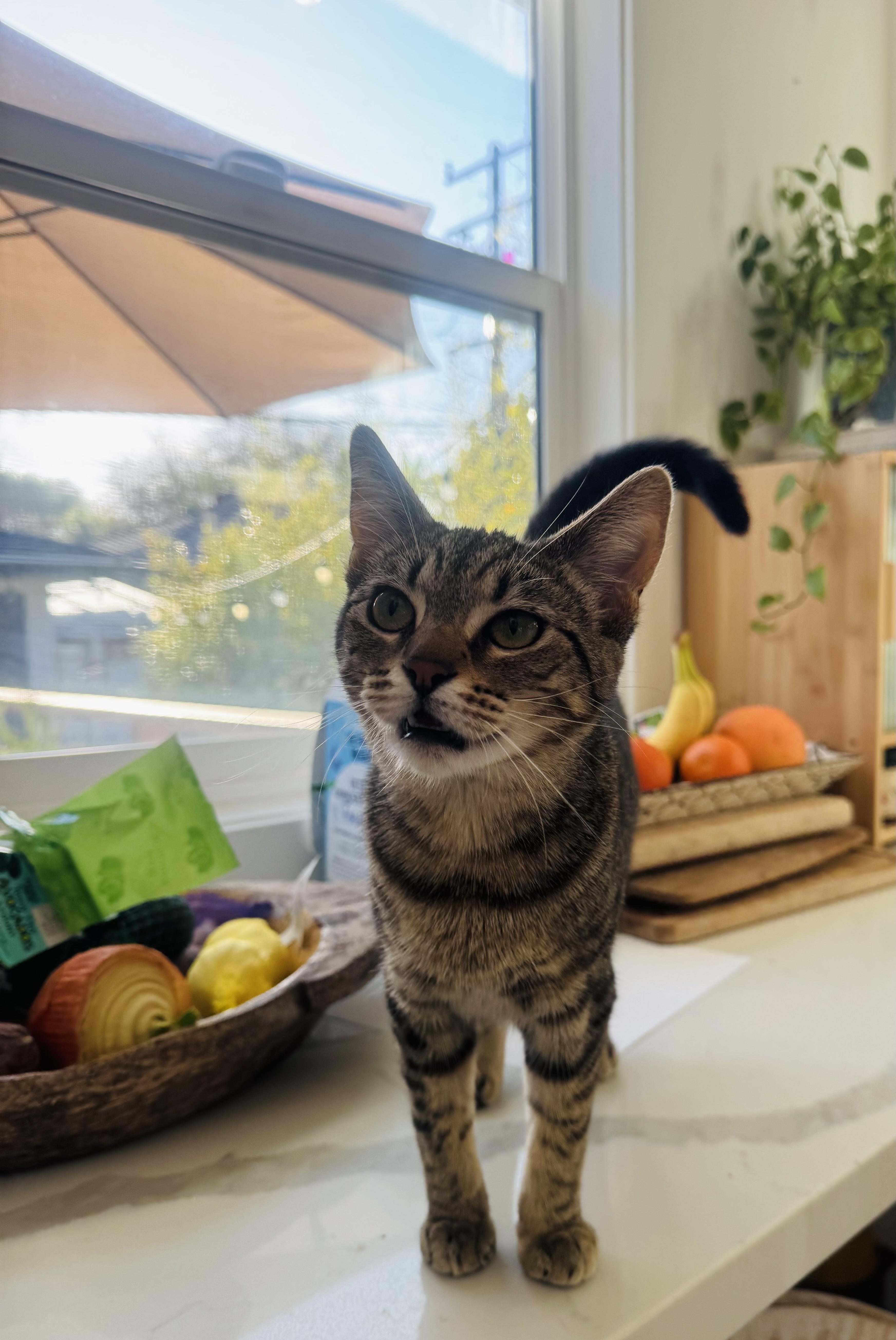 Enlarge Cordelia , a ADOPTABLE Domestic Short Hair in Pacific Palisades, CA image 5/6