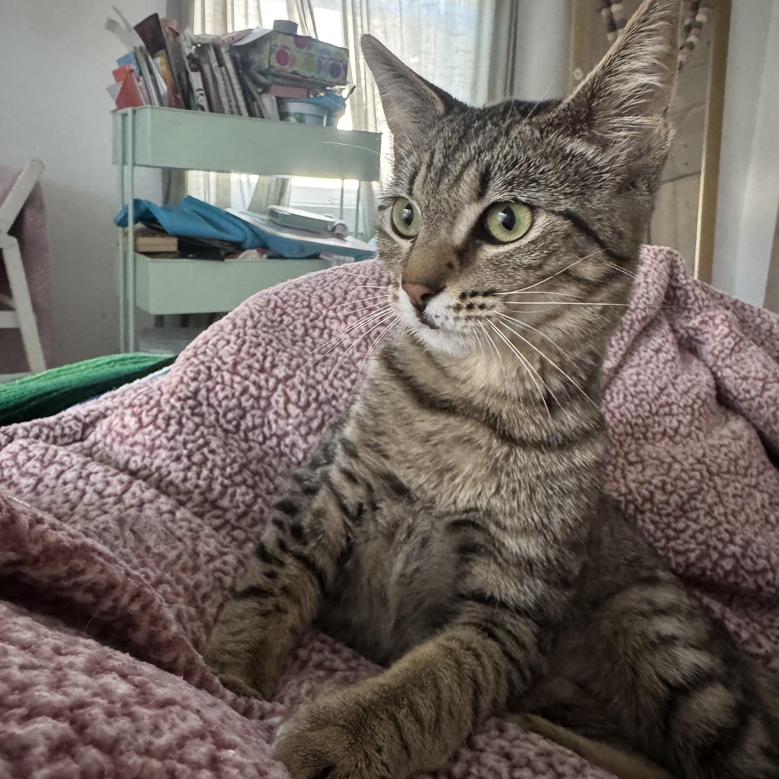 Enlarge Cordelia , a ADOPTABLE Domestic Short Hair in Pacific Palisades, CA image 4/6