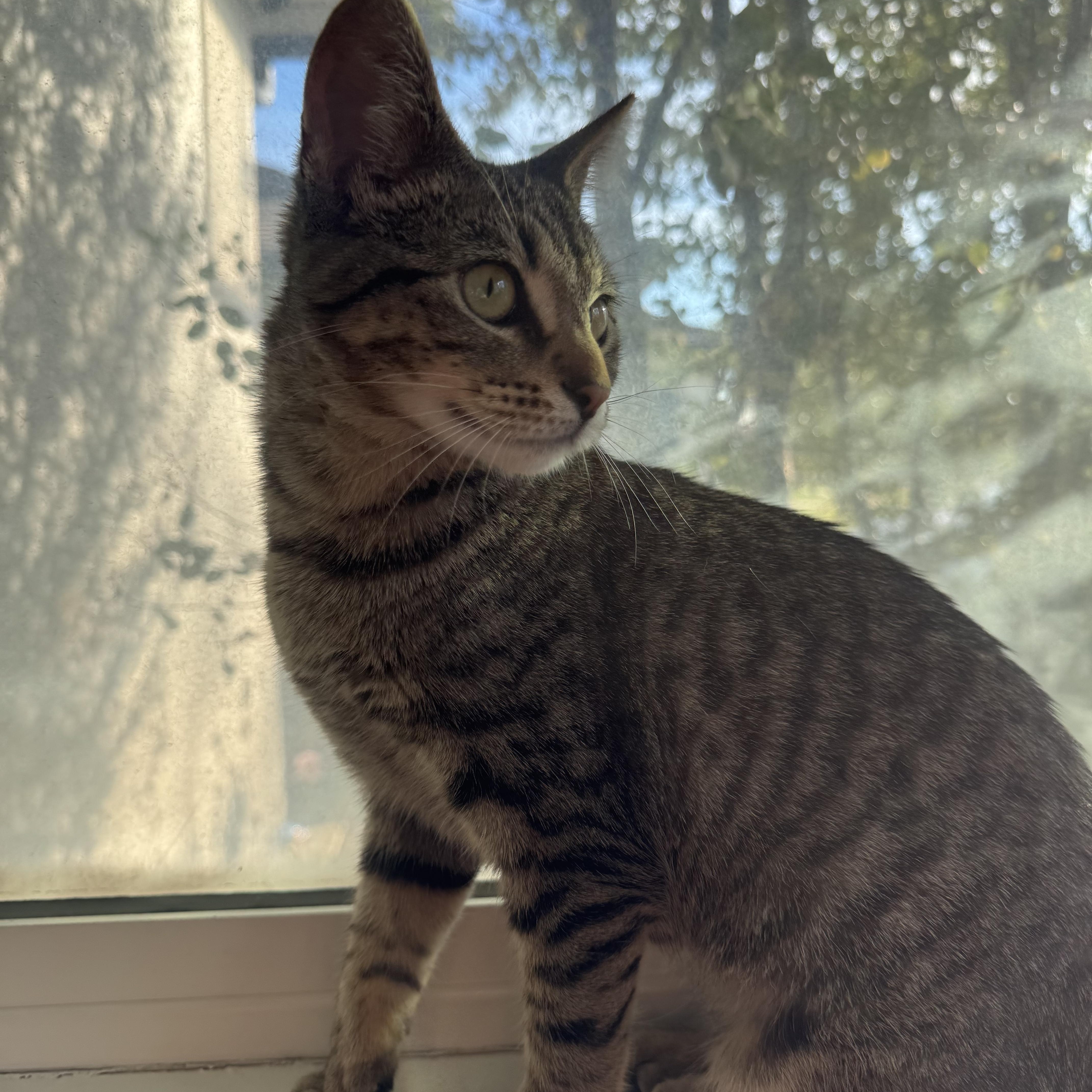 Enlarge Cordelia , a ADOPTABLE Domestic Short Hair in Pacific Palisades, CA image 3/6