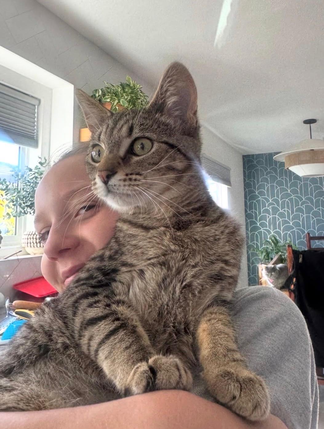 Enlarge Cordelia , a ADOPTABLE Domestic Short Hair in Pacific Palisades, CA image 2/6