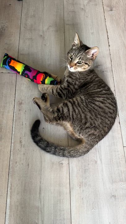 Enlarge Cordelia , a ADOPTABLE Domestic Short Hair in Pacific Palisades, CA video 6/6