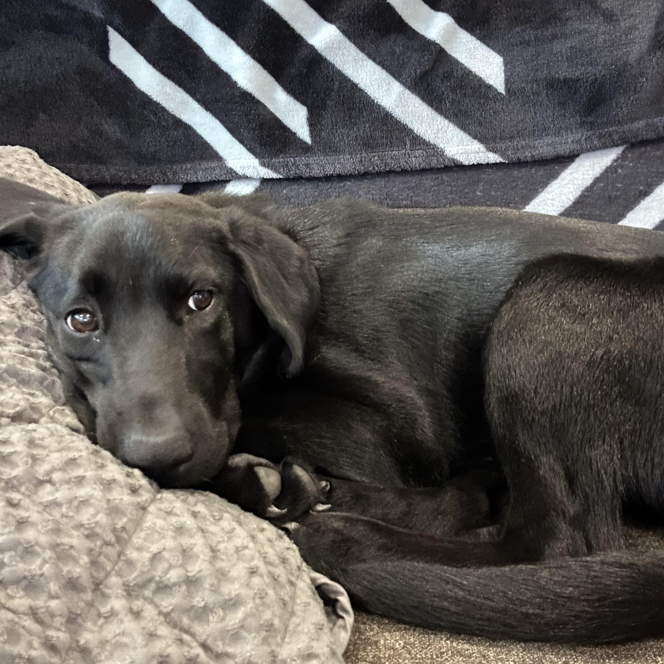 Enlarge Nora, a Adopted Labrador Retriever in Indianapolis, IN image 6/6