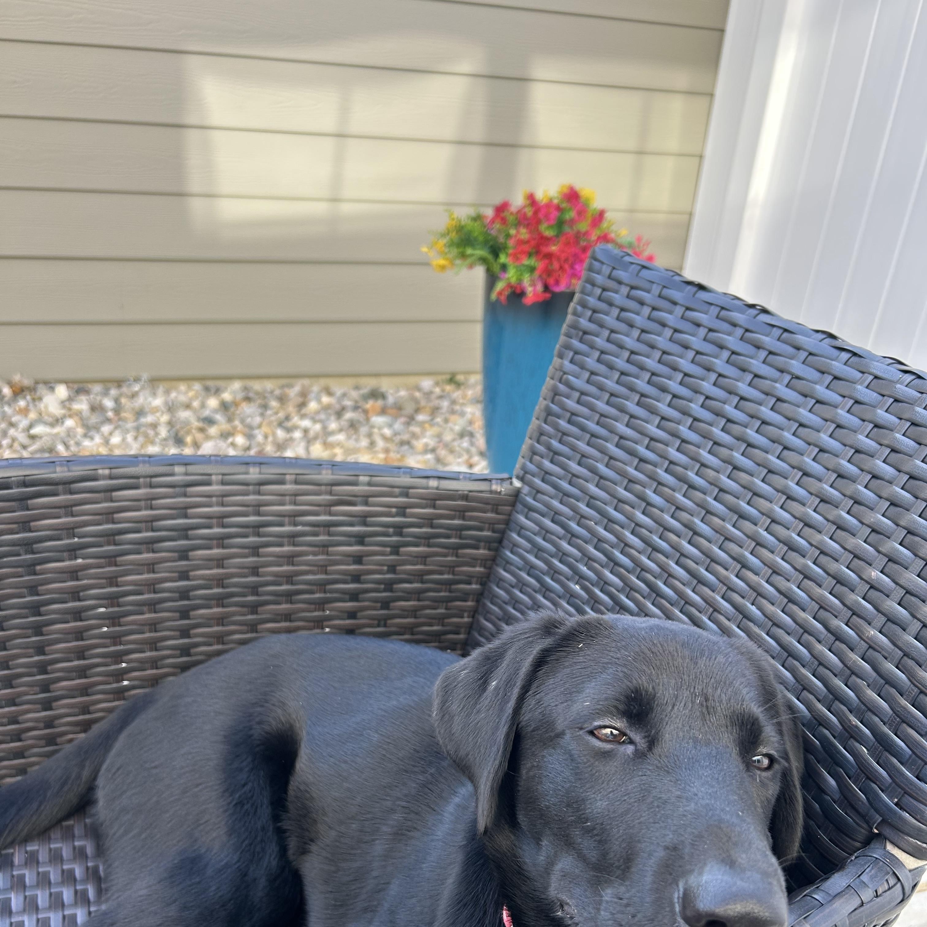 Enlarge Nora, a Adopted Labrador Retriever in Indianapolis, IN image 4/6