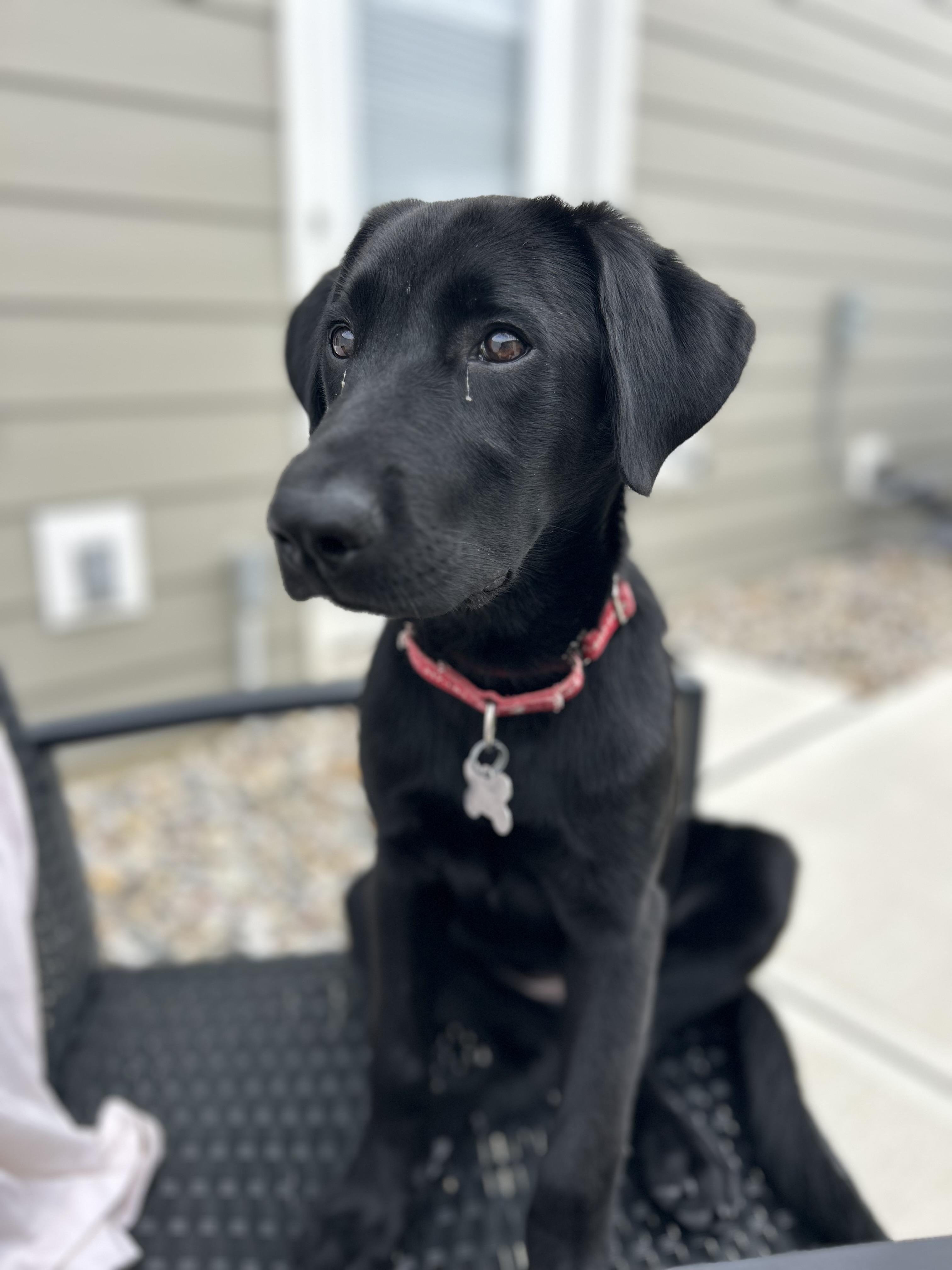 Nora, Adopted, Puppy Female Labrador Retriever.