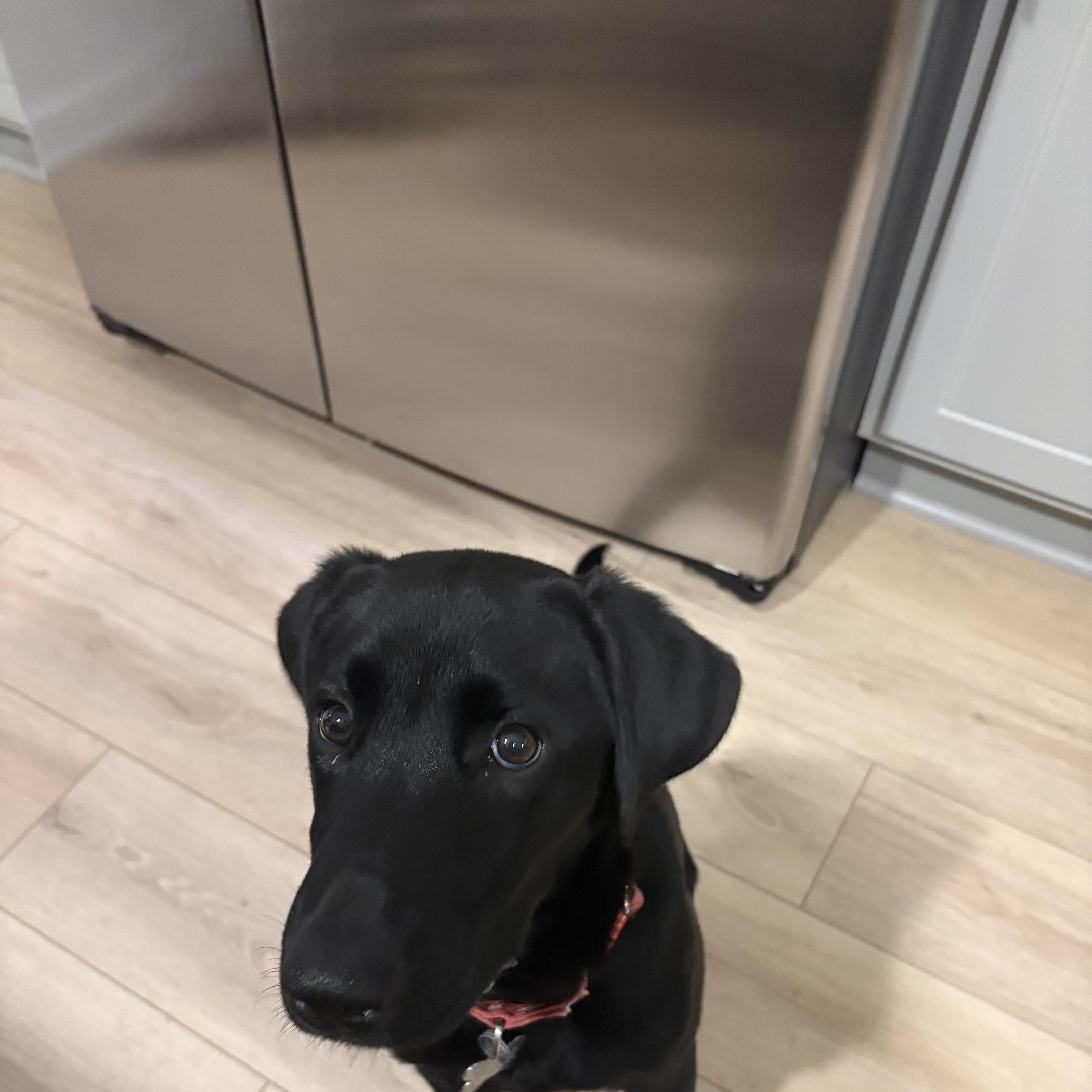 Enlarge Nora, a Adopted Labrador Retriever in Indianapolis, IN image 2/6