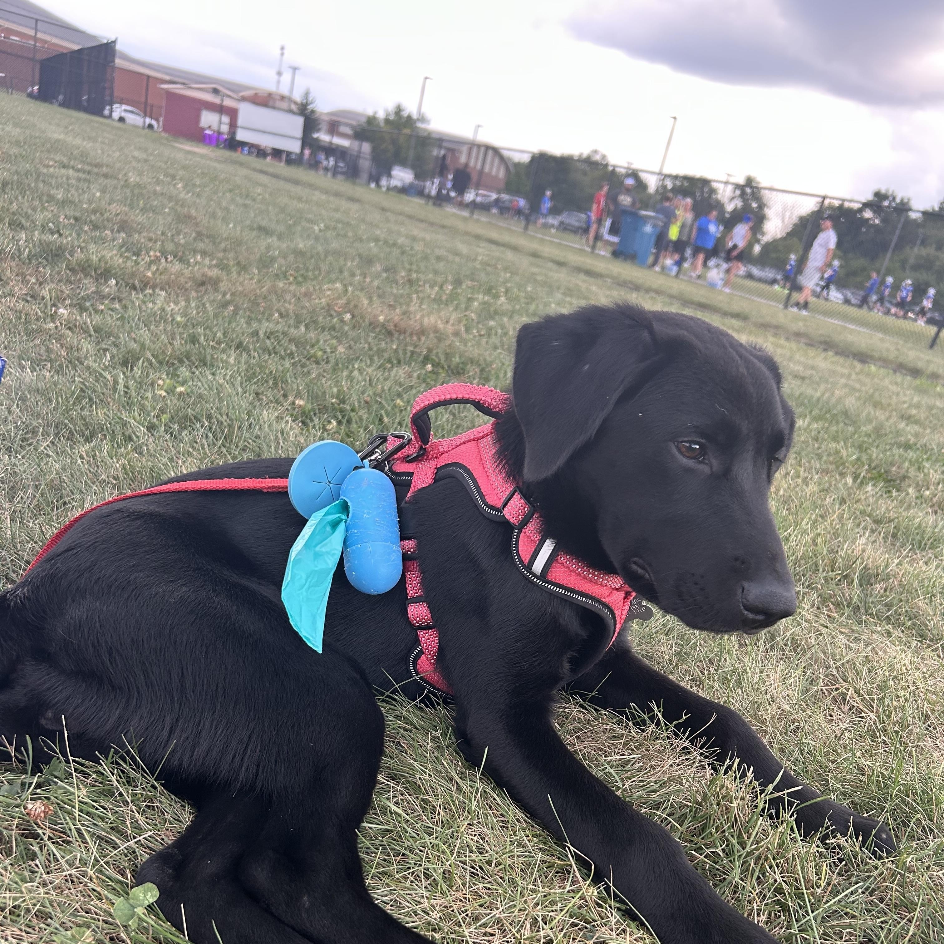 Enlarge Nora, a Adopted Labrador Retriever in Indianapolis, IN image 5/6