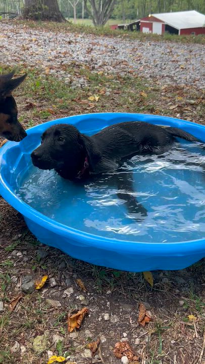 Enlarge Nora, a Adopted Labrador Retriever in Indianapolis, IN video 3/6