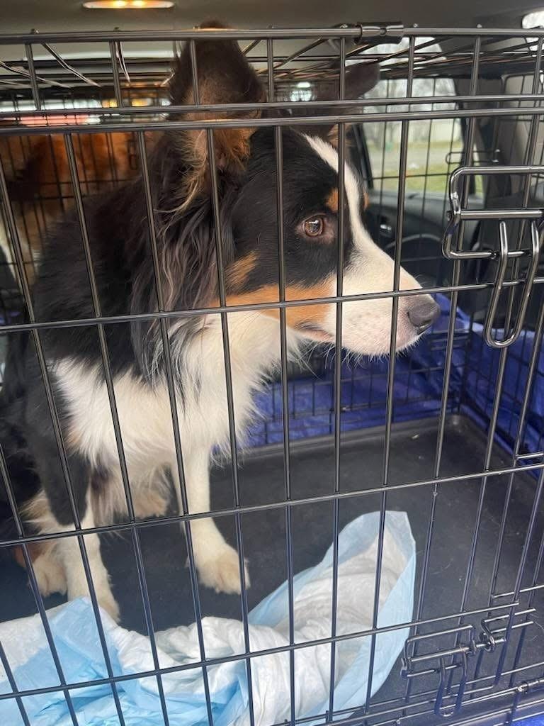 Sam, Adoptable, Adult Male Australian Shepherd.