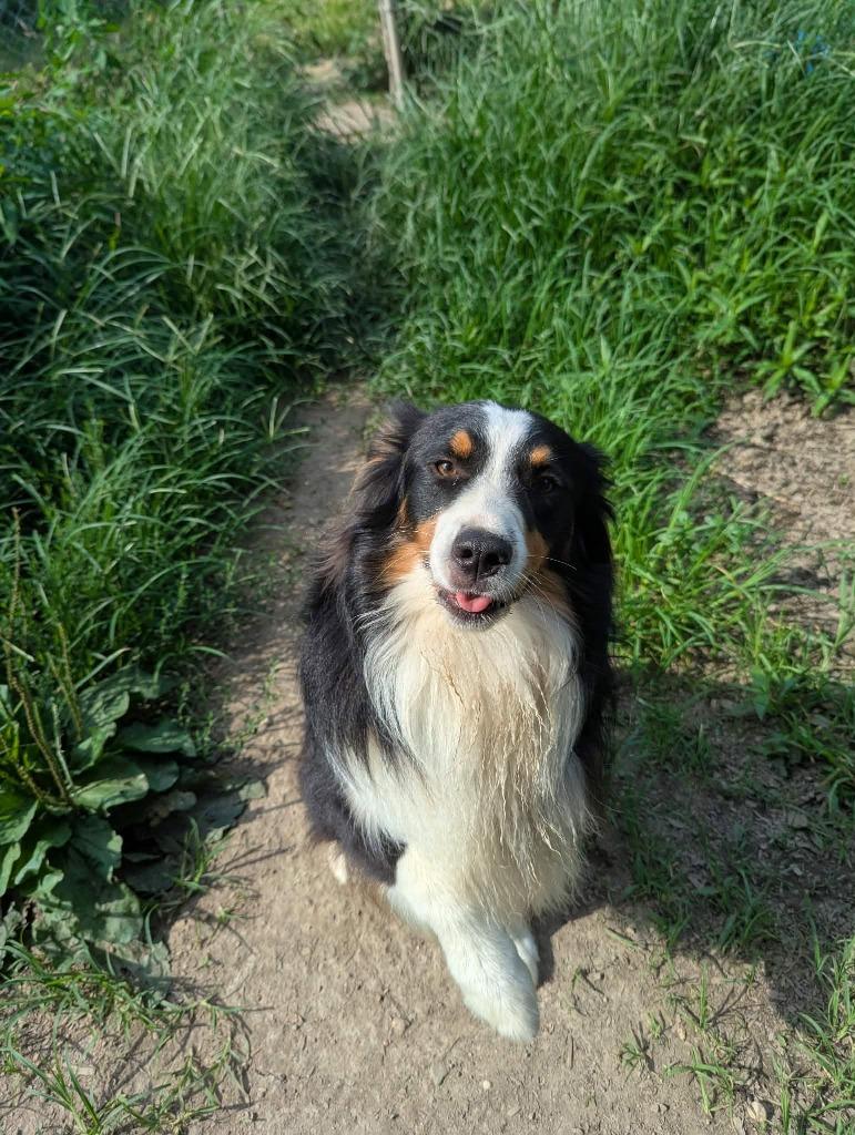 Enlarge Sam, a Adoptable Australian Shepherd in Indianapolis, IN image 2/3