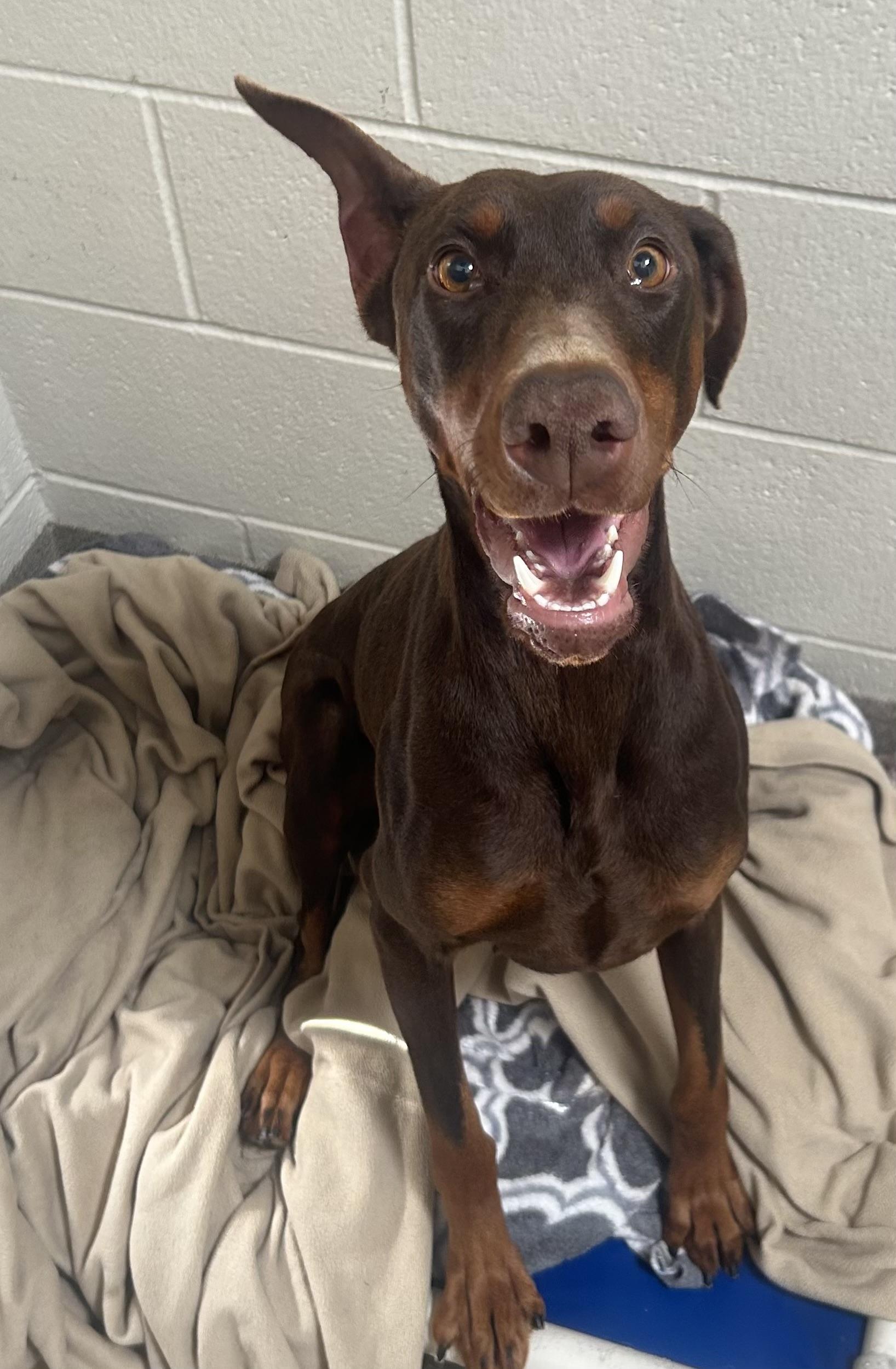 Enlarge Echo , an adopted Doberman Pinscher in San Jose, CA image 1/2