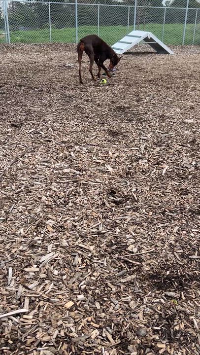 Enlarge Echo , an adopted Doberman Pinscher in San Jose, CA video 2/2