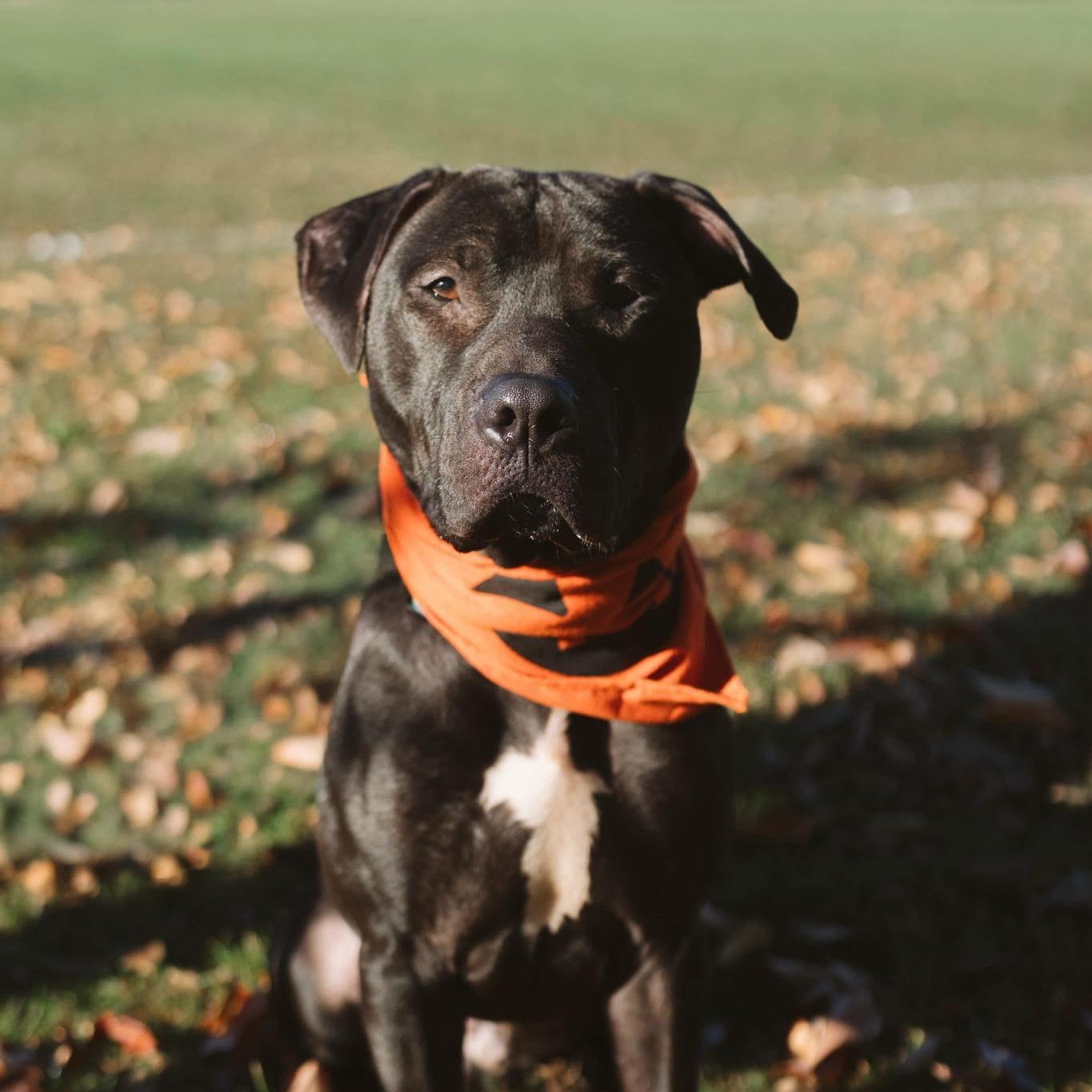 Marlin, Adoptable, Young Male Pit Bull Terrier & Labrador Retriever.