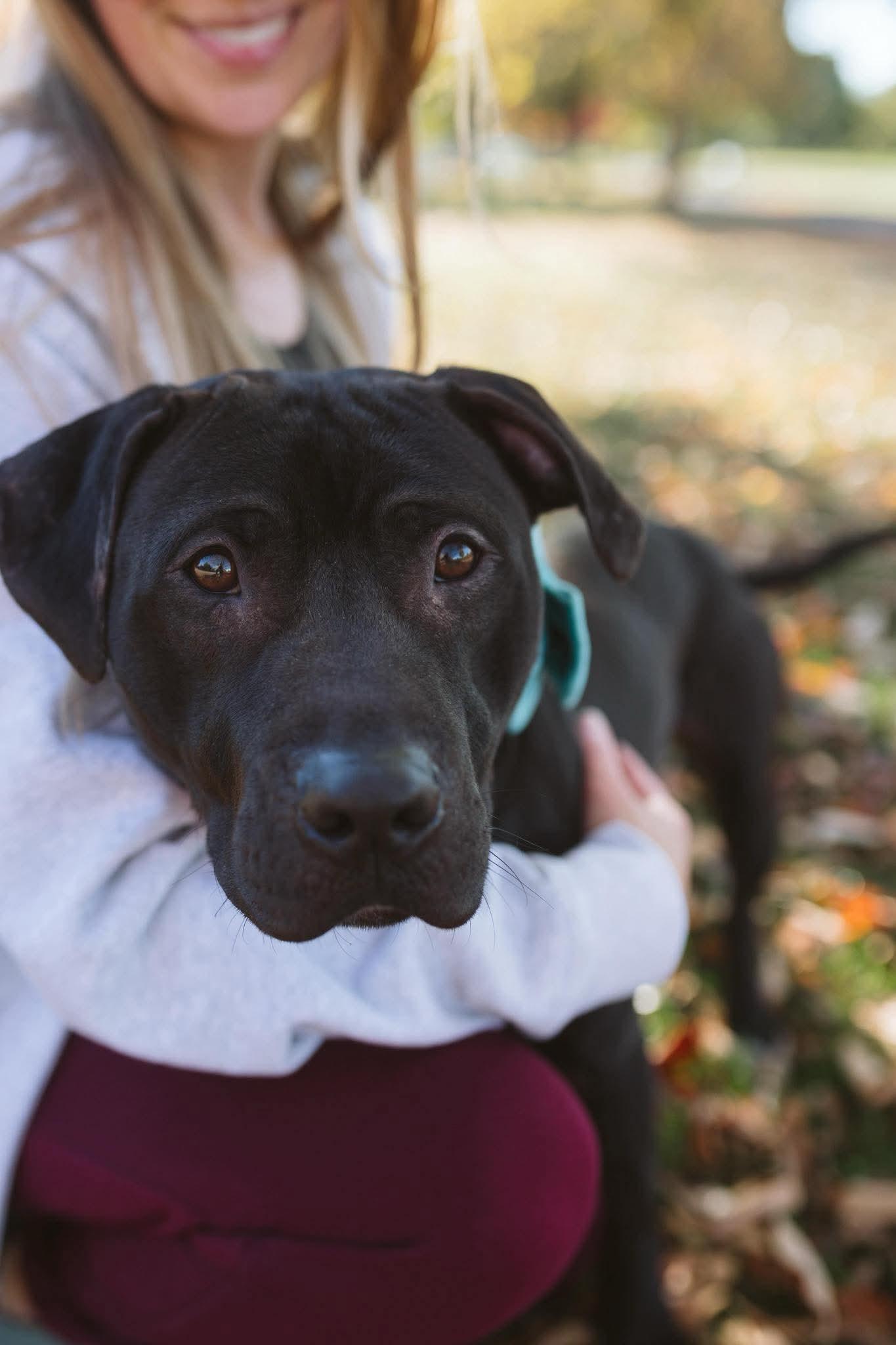Marlin, a Adoptable mixed breed in Buffalo, NY image 4/6