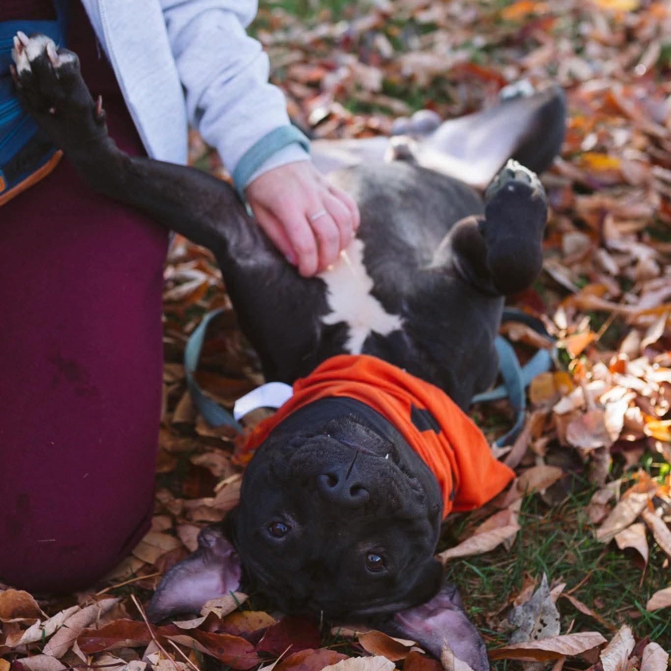 Marlin, a Adoptable mixed breed in Buffalo, NY image 2/6