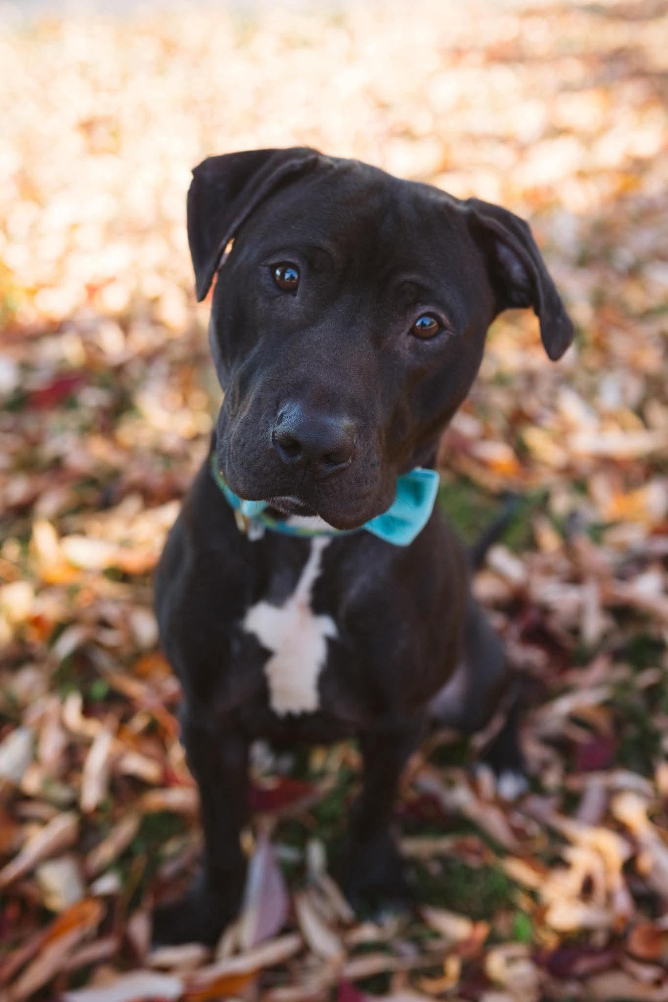 Marlin, a Adoptable mixed breed in Buffalo, NY image 6/6