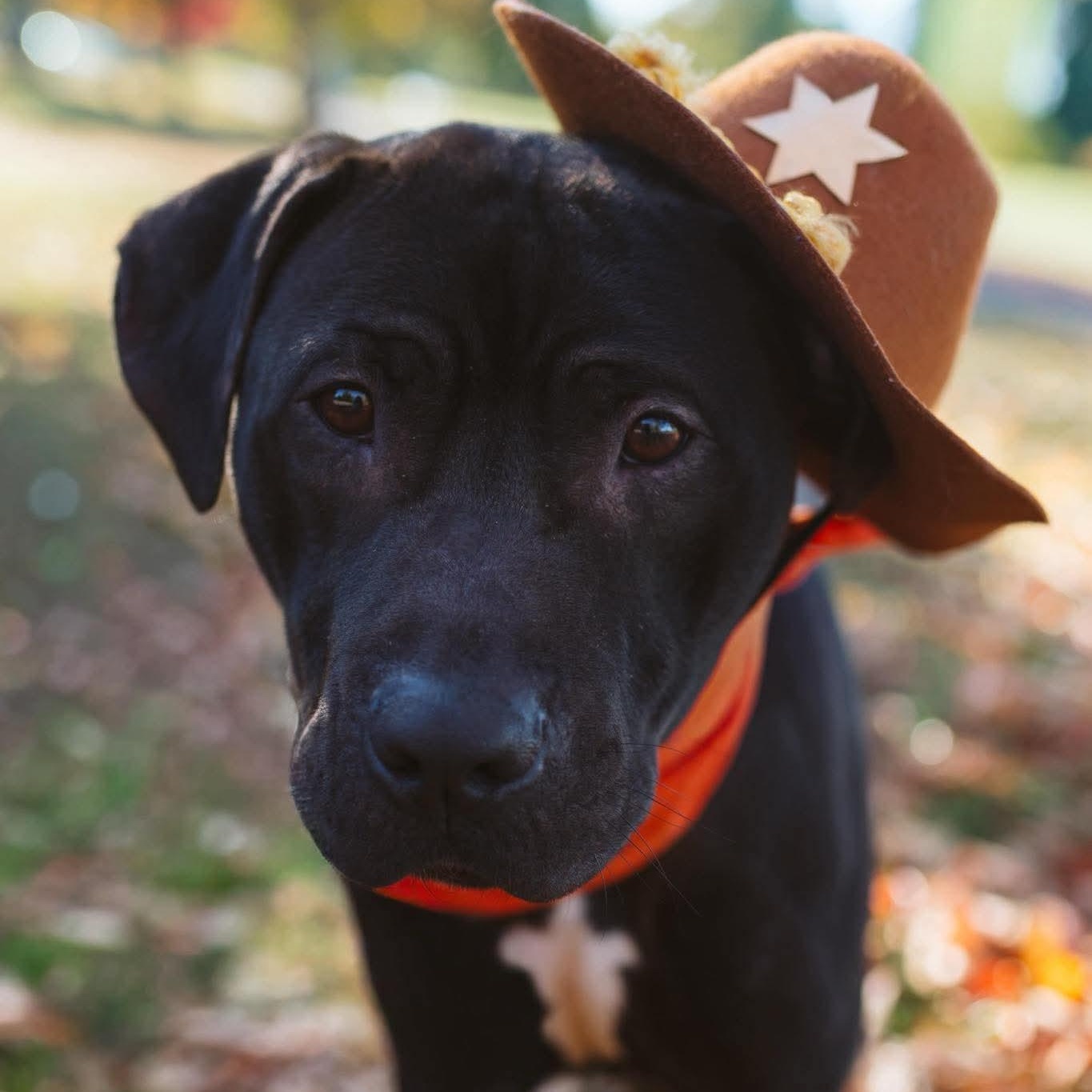 Marlin, a Adoptable mixed breed in Buffalo, NY image 3/6