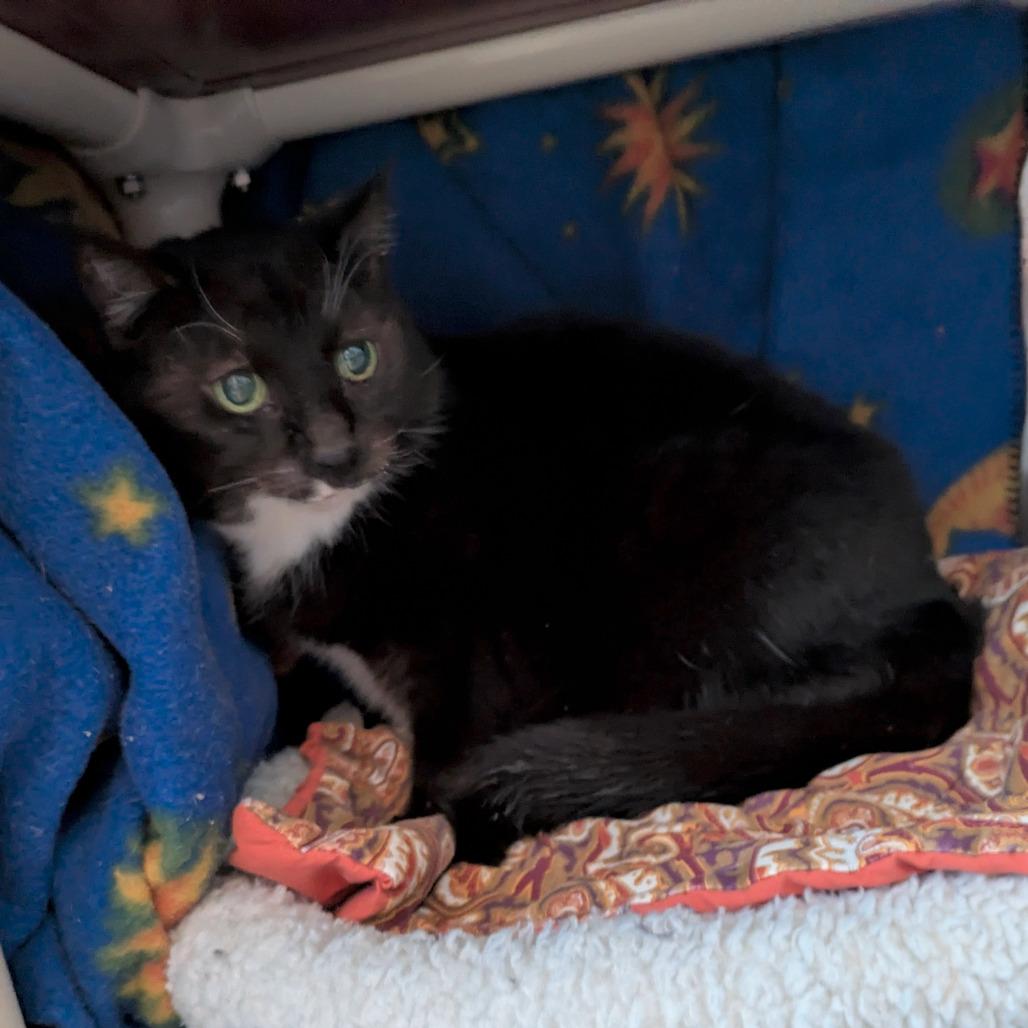 Samantha, Adoptable, Senior Female Domestic Short Hair.