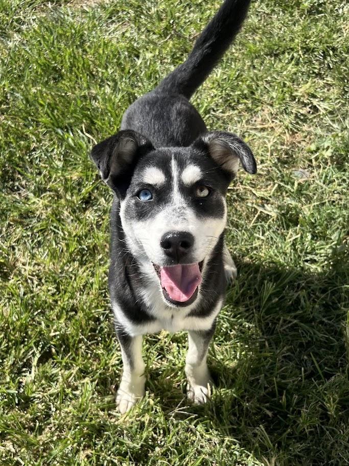 Peaches 25-1226, a Adoptable mixed breed in Los Banos, CA image 1/5