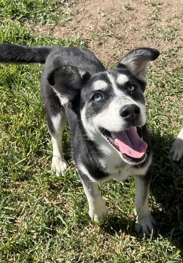 Peaches 25-1226, a Adoptable mixed breed in Los Banos, CA image 2/5