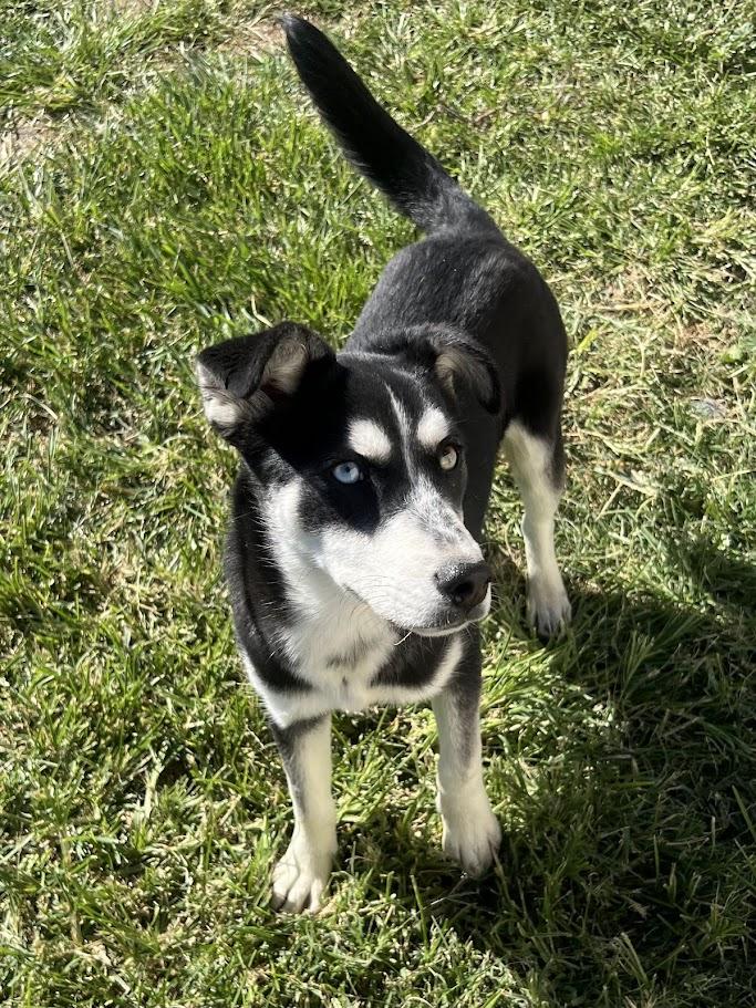 Peaches 25-1226, a Adoptable mixed breed in Los Banos, CA image 4/5