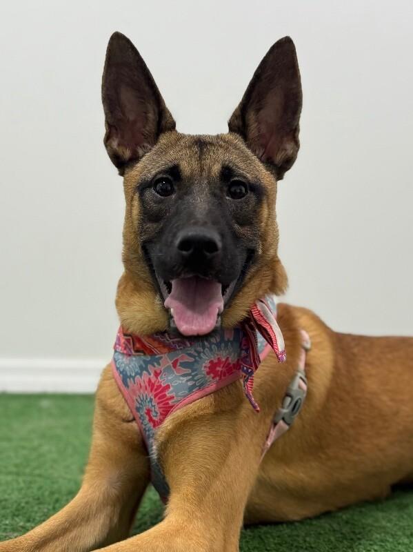 Saraí, Adoptable, Puppy Female Belgian Shepherd / Malinois & Boxer.