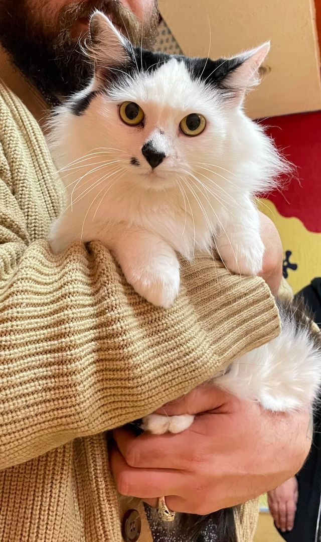 Snoop, an adoptable Domestic Long Hair in Akron, OH_image-1
