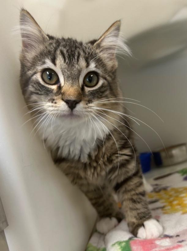 Autumn, Adoptable, Kitten Female Domestic Long Hair.