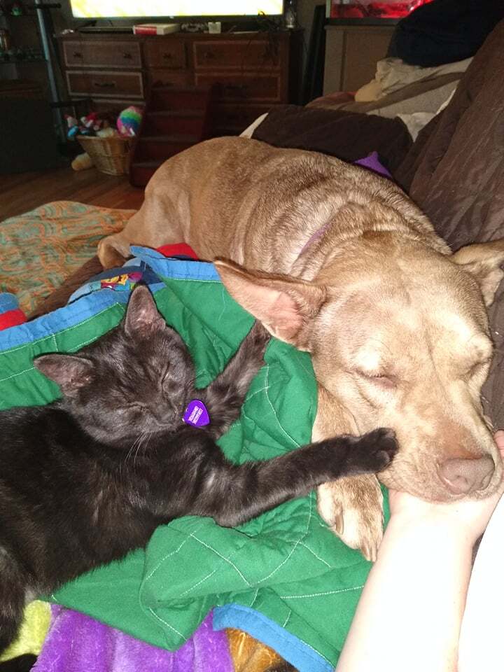 Coco, Adoptable, Adult Female American Staffordshire Terrier & German Shepherd Dog.