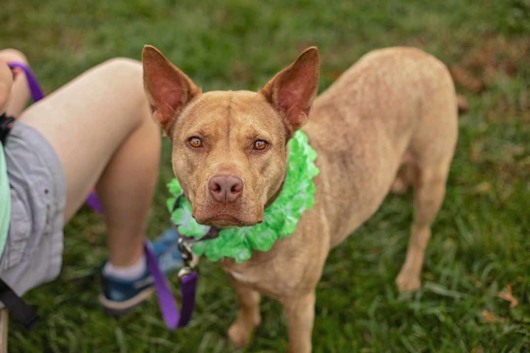Coco, a Adoptable mixed breed in Landenberg, PA image 2/10