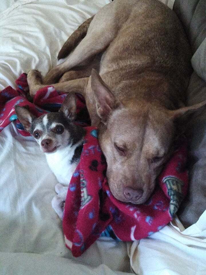 Coco, a Adoptable mixed breed in Landenberg, PA image 3/10