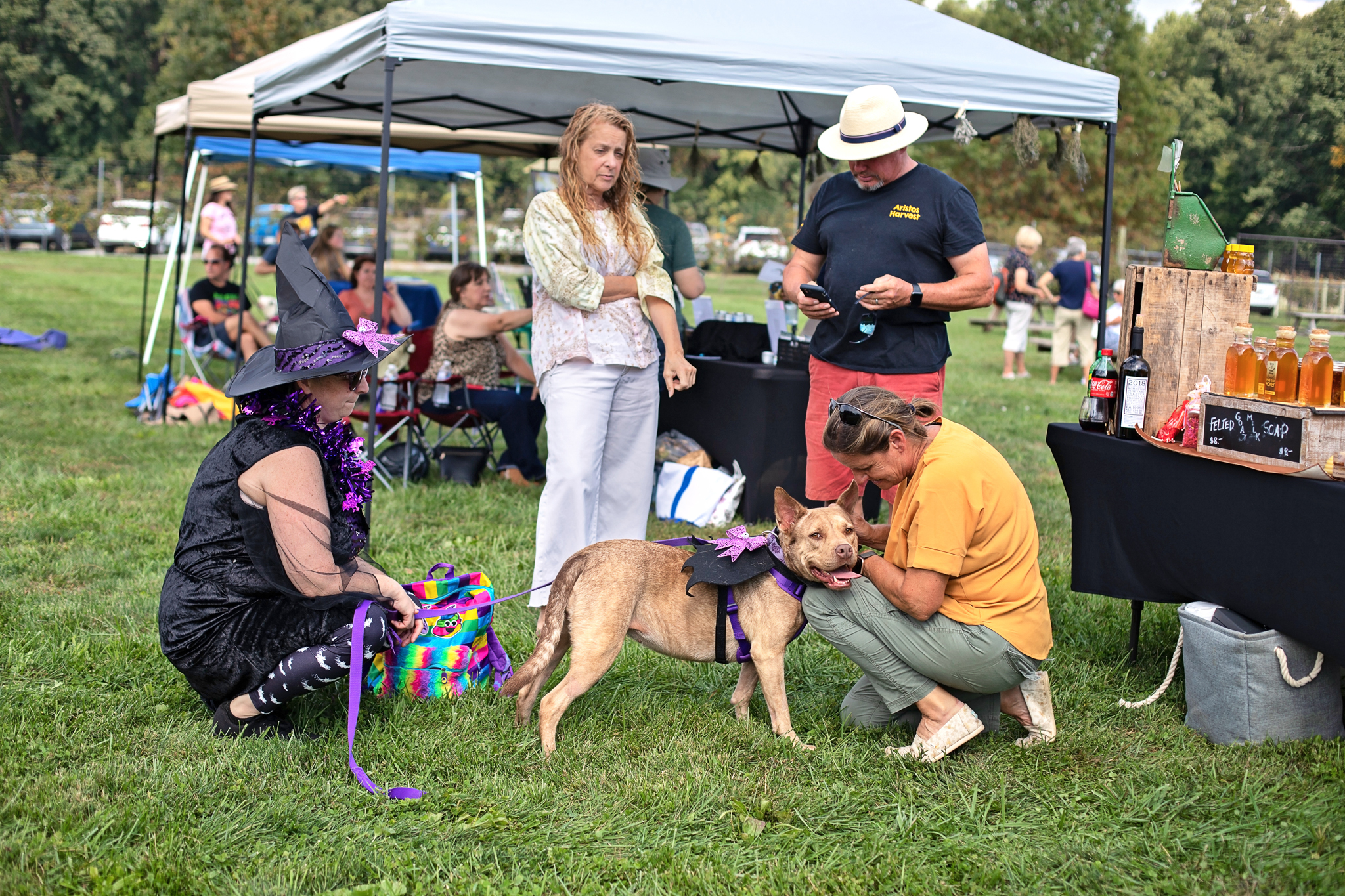 Coco, a Adoptable mixed breed in Landenberg, PA image 4/10