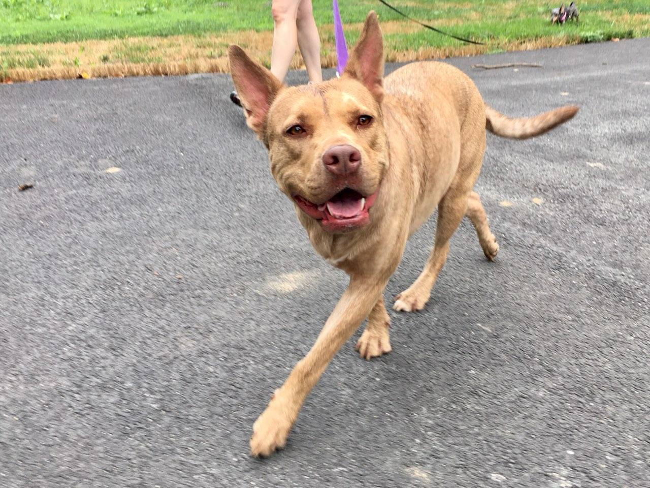 Coco, Adoptable, Adult Female American Staffordshire Terrier & German Shepherd Dog.