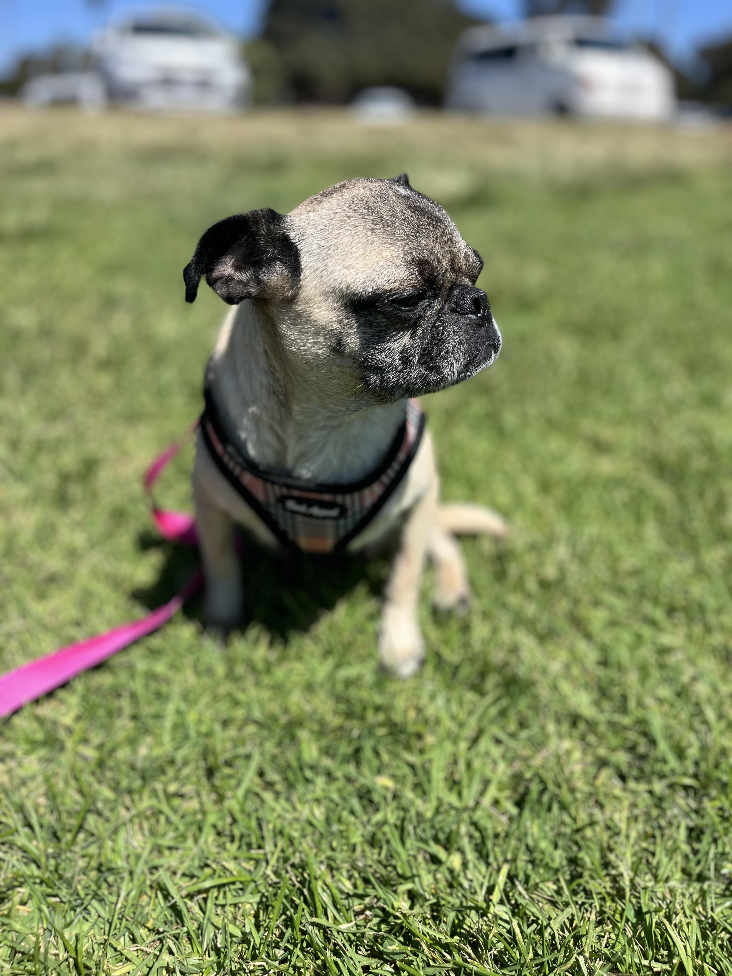 Gigi