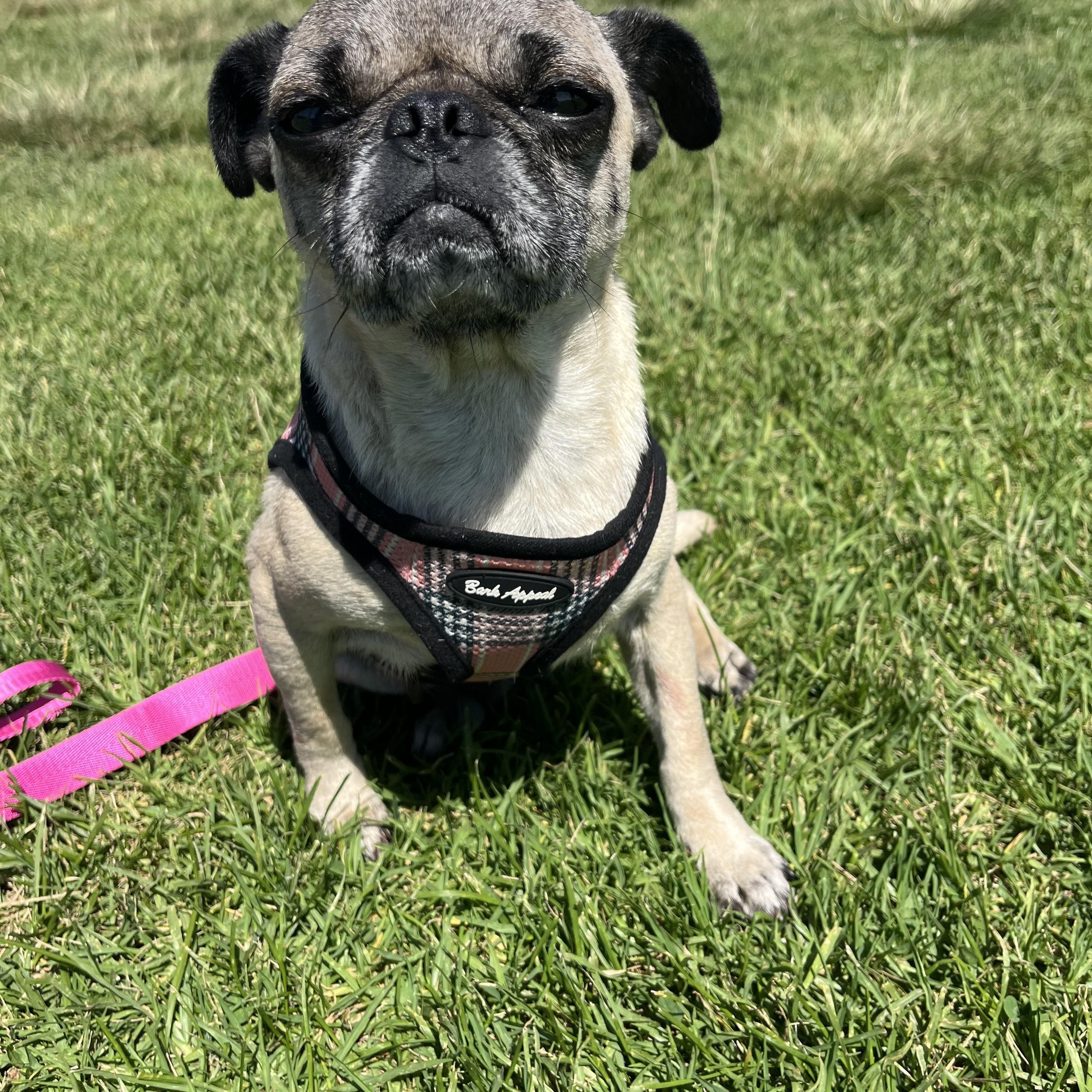 Gigi