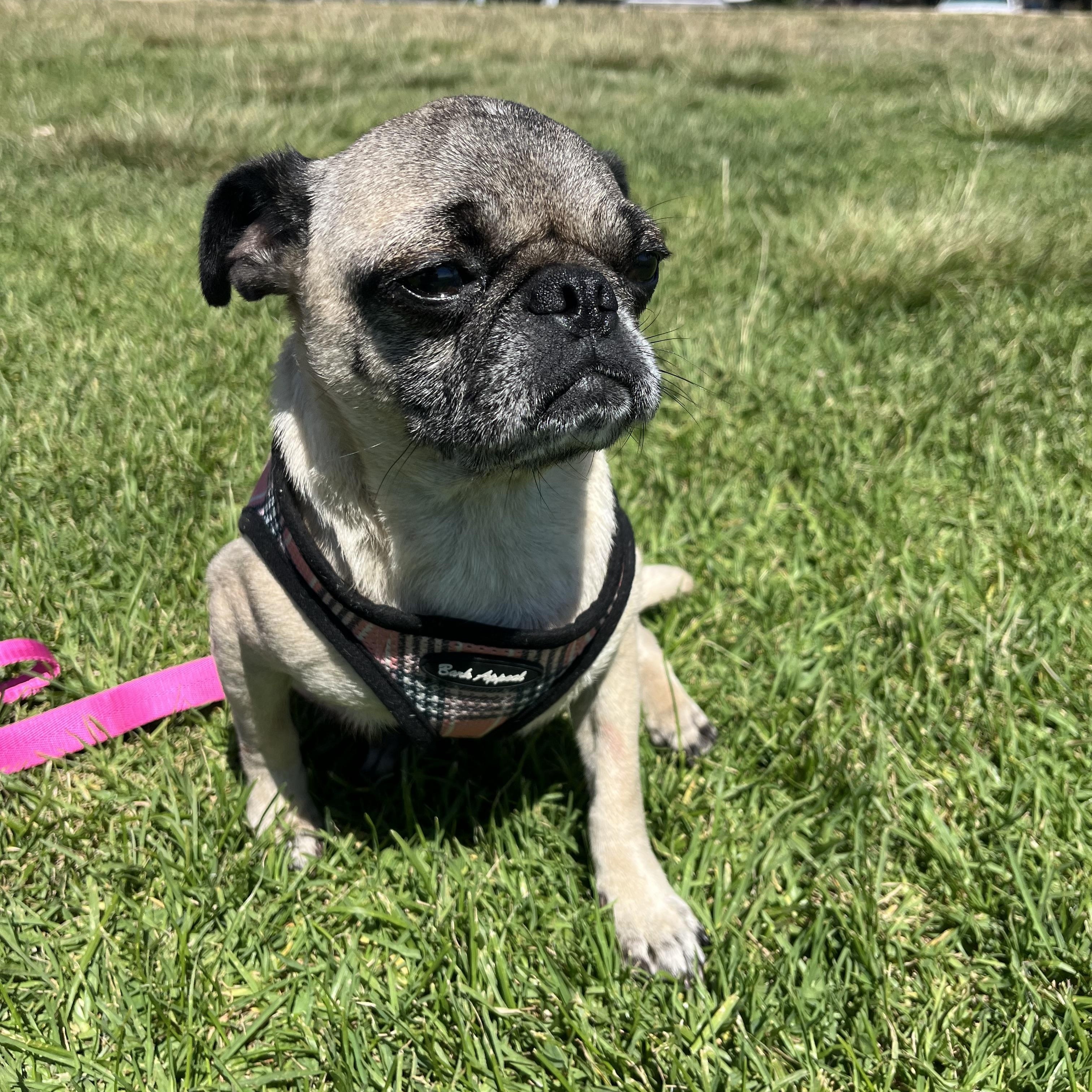 Gigi