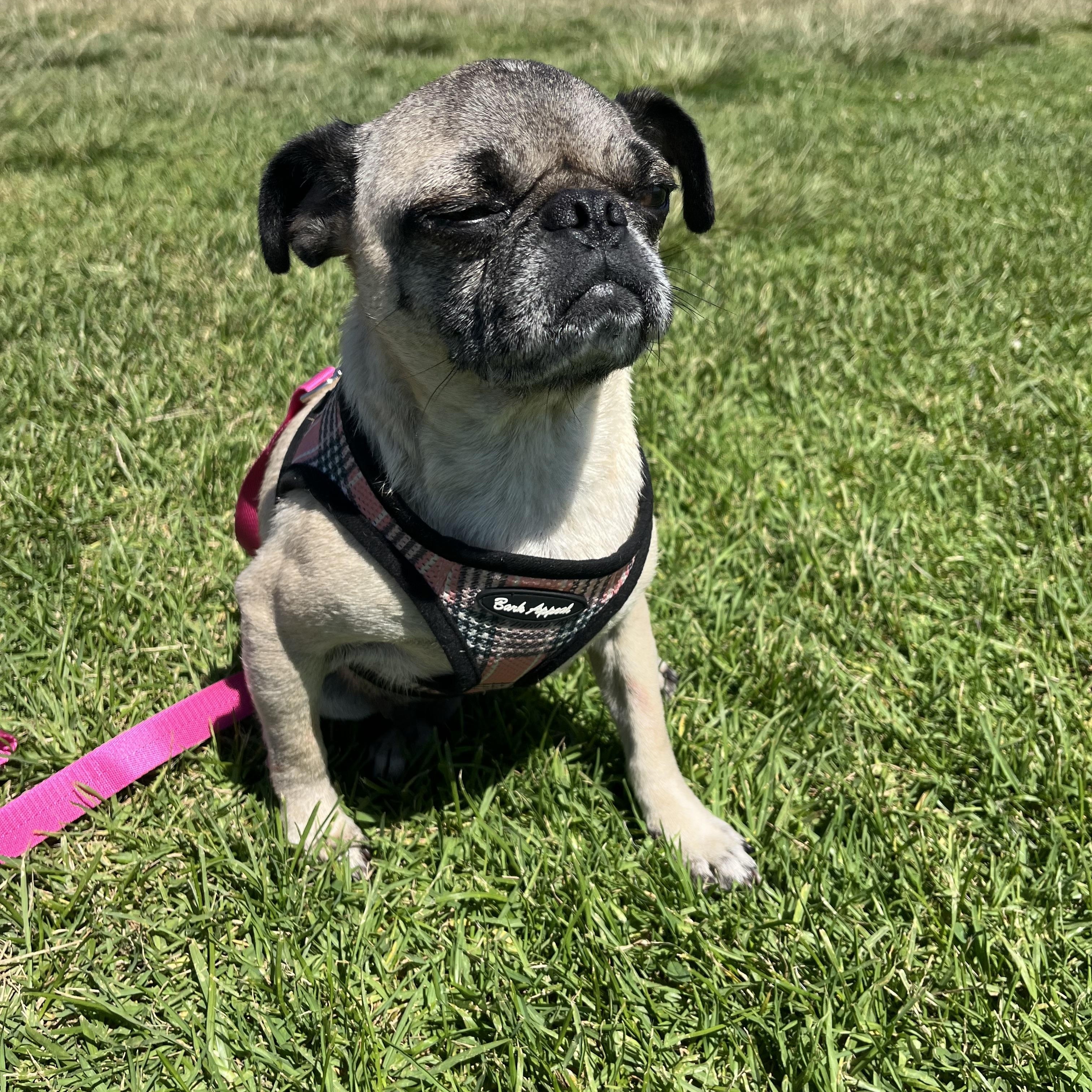 Gigi