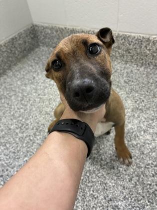 26-154 Gizmo, Adoptable, Puppy Male Mountain Cur & Mixed Breed.