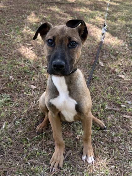 Enlarge 26-154 Gizmo, a Adoptable mixed breed in Barnesville, GA image 2/2