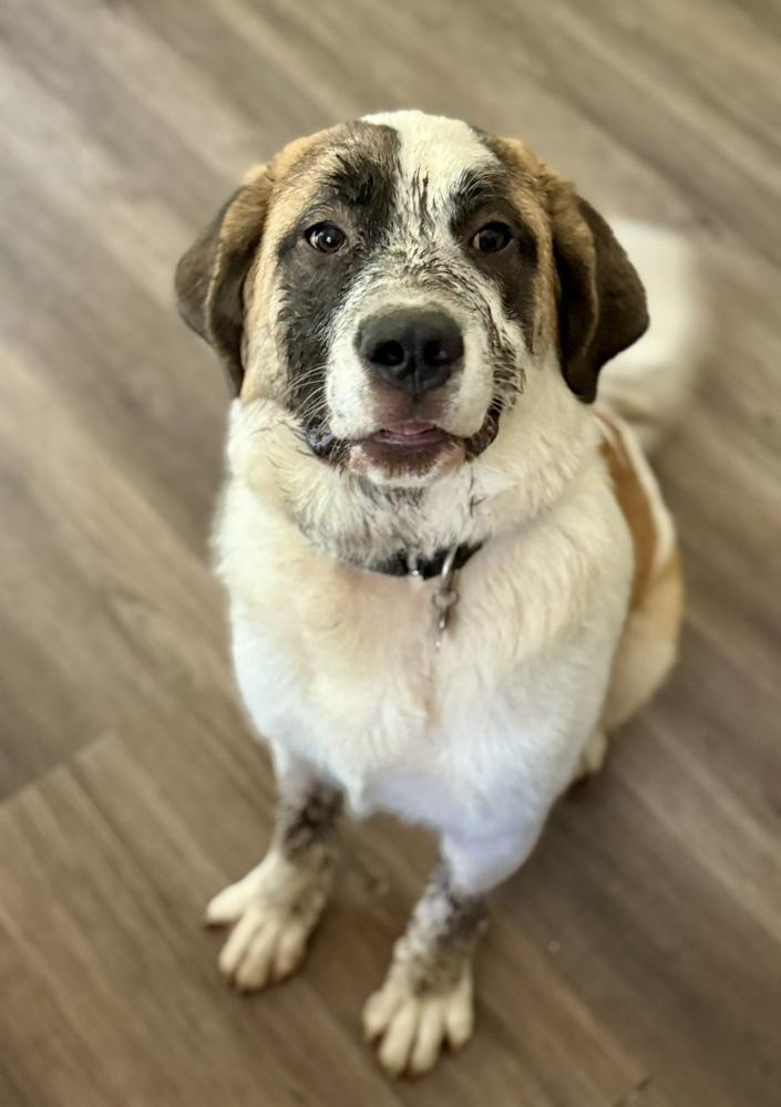 Lucas, Adoptable, Young Male Saint Bernard.
