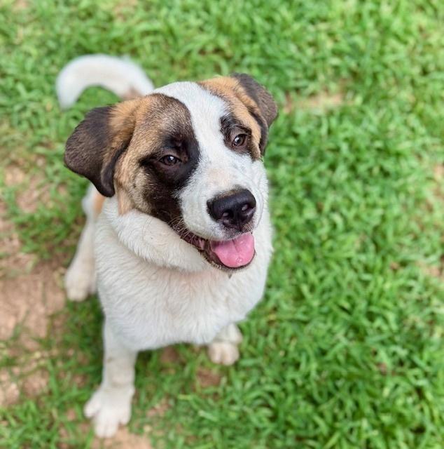 Enlarge Lucas, a Adoptable mixed breed in Youngsville, NC image 3/6