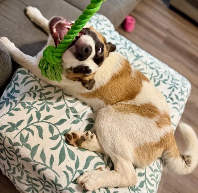 Enlarge Lucas, a Adoptable mixed breed in Youngsville, NC image 4/6