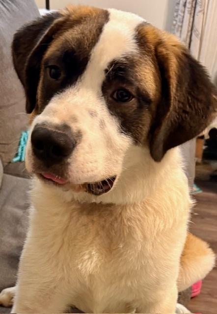 Enlarge Lucas, a Adoptable mixed breed in Youngsville, NC image 5/6