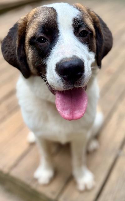 Enlarge Lucas, a Adoptable mixed breed in Youngsville, NC image 6/6