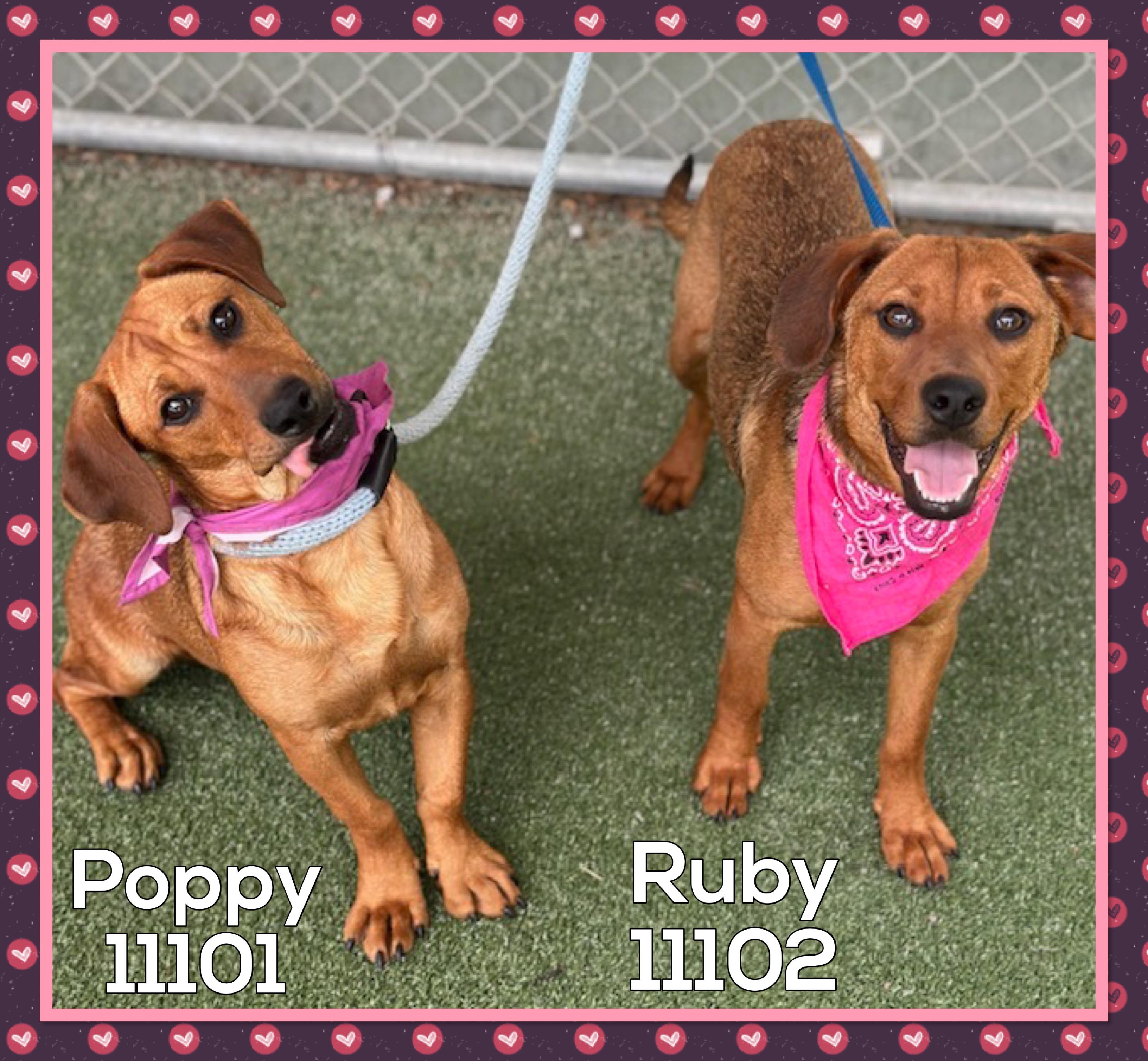 RUBY (also see POPPY)