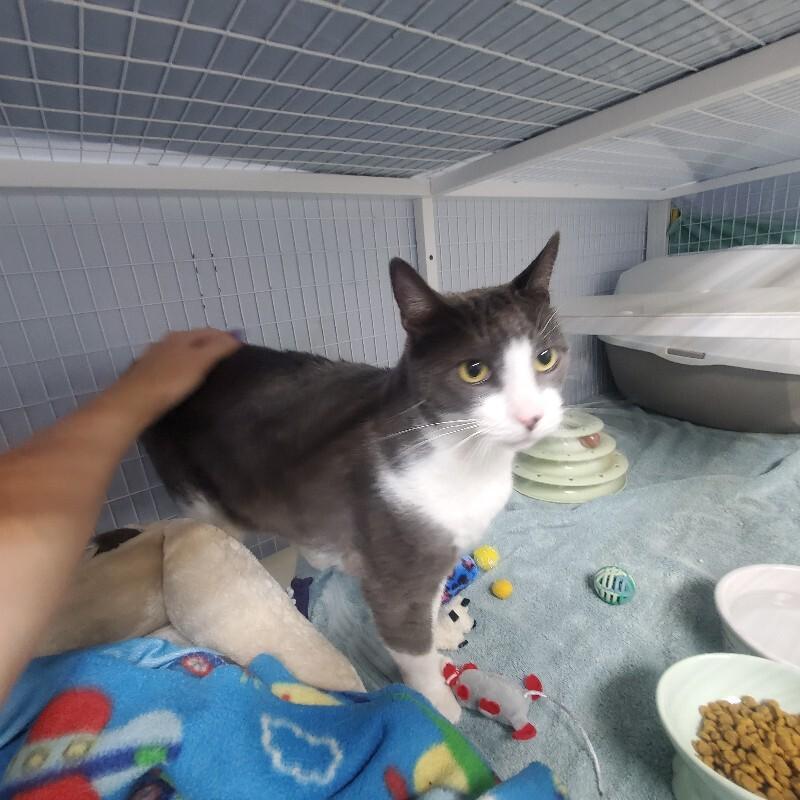 Shark, Adoptable, Adult Male Domestic Short Hair.