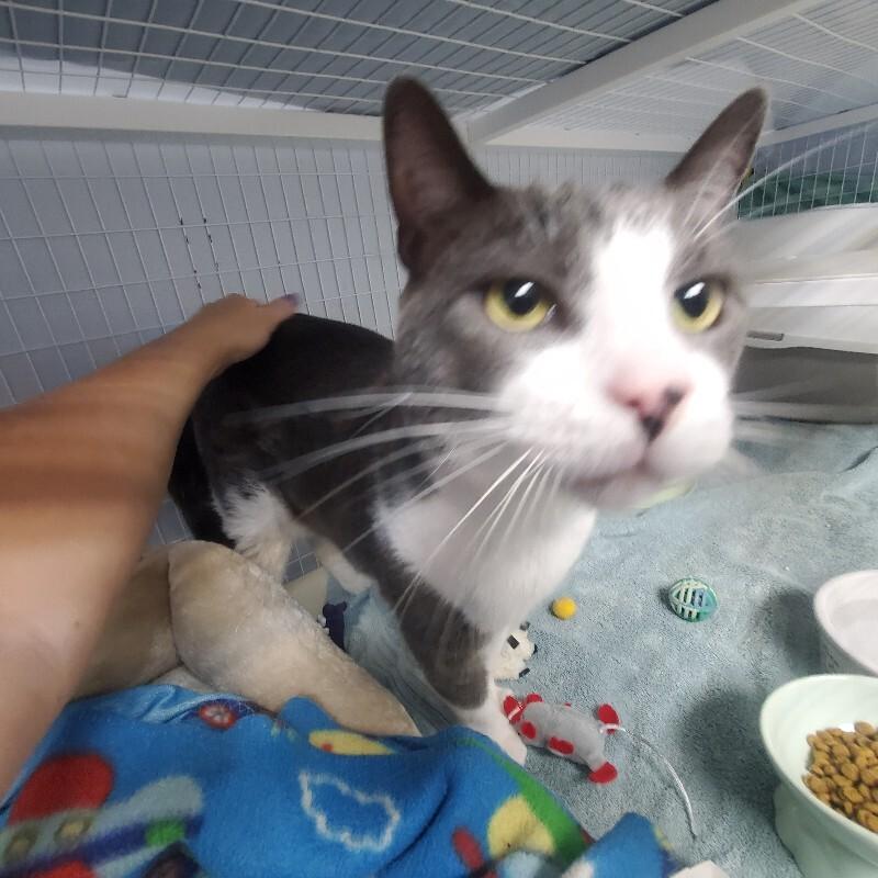 Enlarge Shark, a Adoptable Domestic Short Hair in Diamond Springs, CA image 2/4