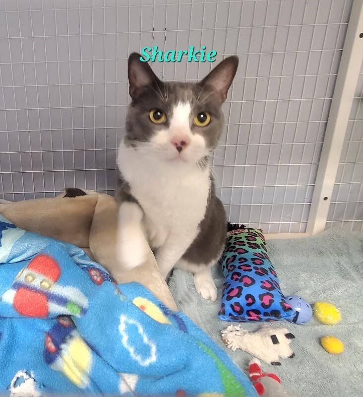 Enlarge Shark, a Adoptable Domestic Short Hair in Diamond Springs, CA image 3/4
