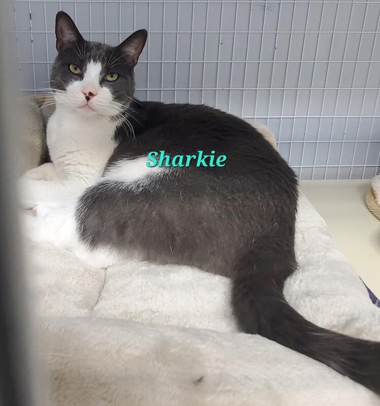 Enlarge Shark, a Adoptable Domestic Short Hair in Diamond Springs, CA image 4/4
