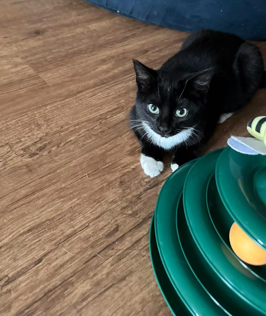 *Aston, Adoptable, Kitten Female Domestic Short Hair.